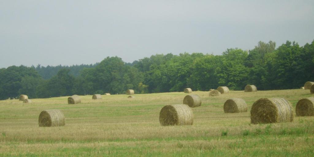 Gospodarstwo Agroturystyczne Lesniczowka Lubin  Exteriér fotografie